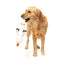 FuzzYard SeeYa Seagull Plush Dog Toy - Talis Us