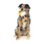 FuzzYard Steinzy Plush Dog Toy - Talis Us