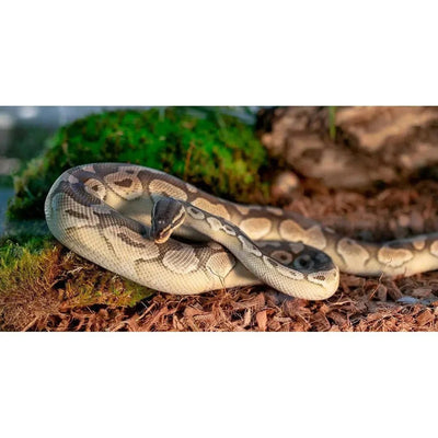 Galapagos Tropicoco Natural Coconut Husk Bedding Substrate 8 qt - Talis Us