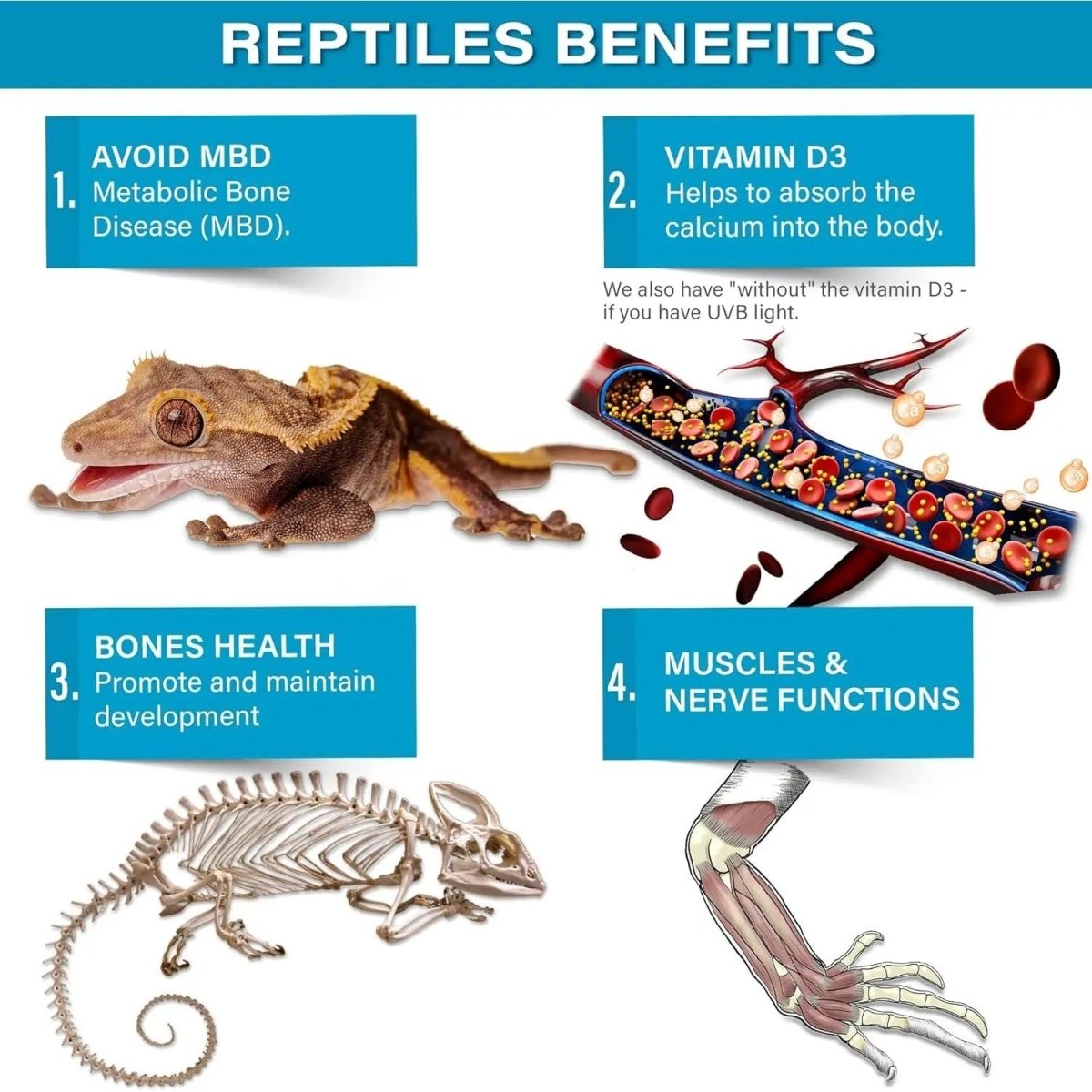 Gargeer Calcium Powder Reptile & Amphibian Supplement 4oz - Talis Us
