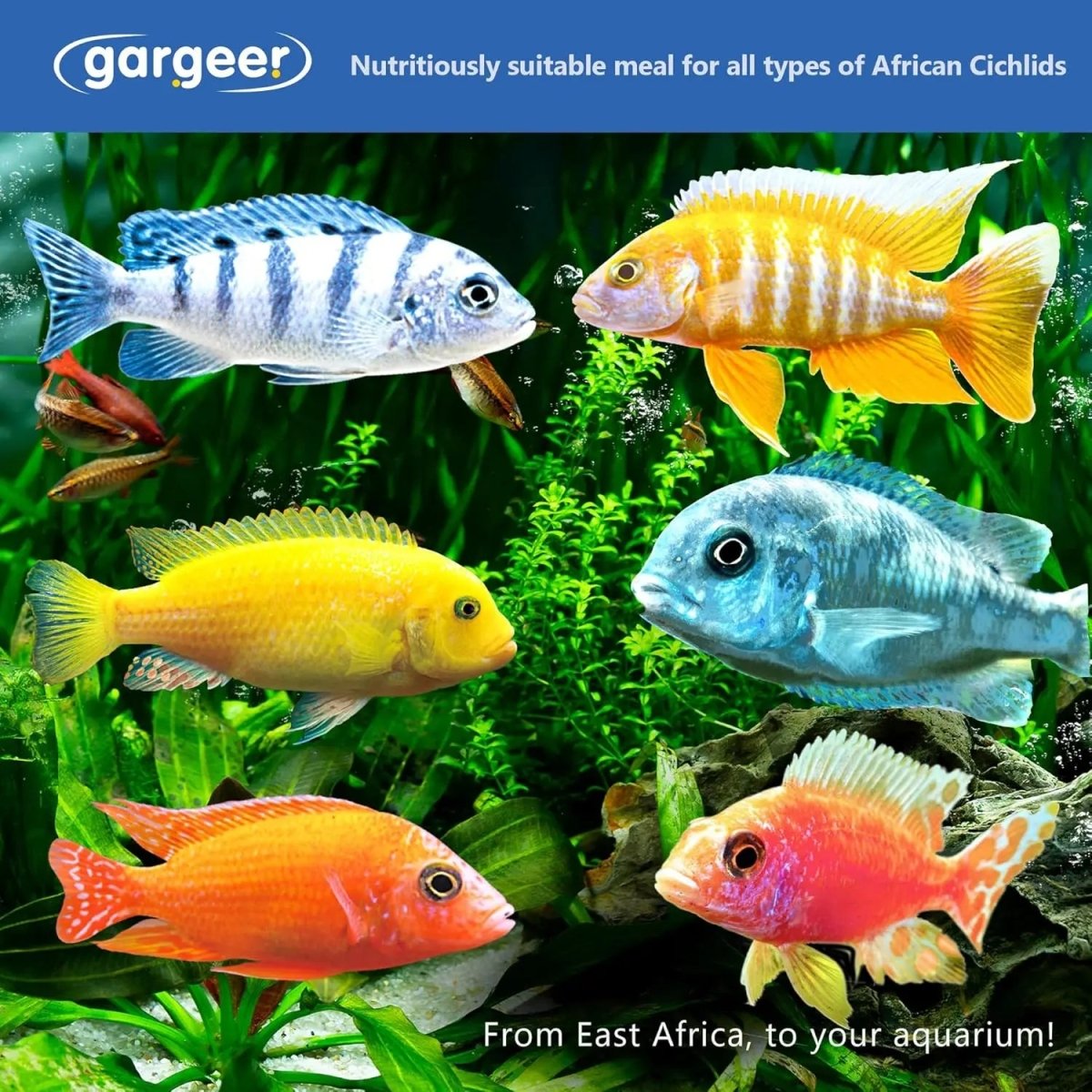 Gargeer Premium African Cichlid Food Balanced Diet for All Ages - Talis Us