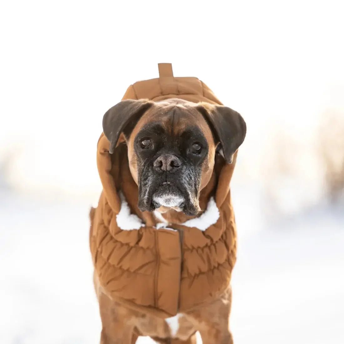 GF Pet Arctic Parka Dog Jacket - Talis Us