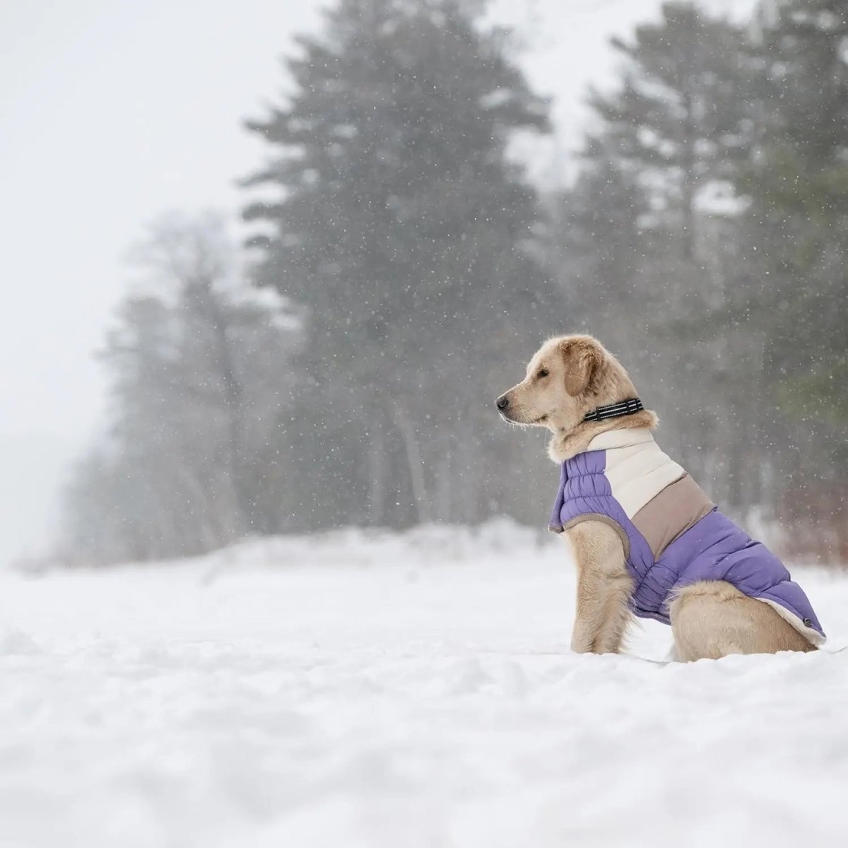 GF Pet Block Color Puffer Dog Coat - Talis Us