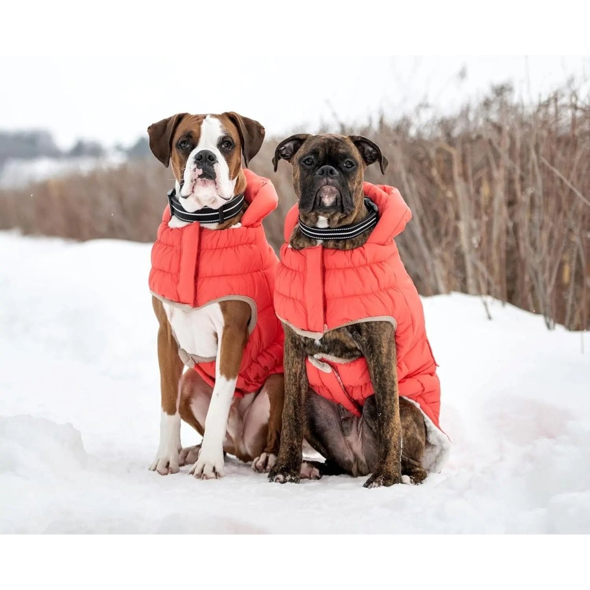 GF Pet Elasto - Fit Nordic InFiber Dog Parka - Talis Us