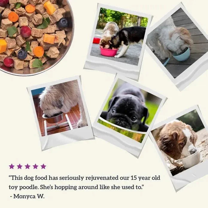 Health Extension Gently Air Dried Beef Recipe Dog Food 2lb - Talis Us