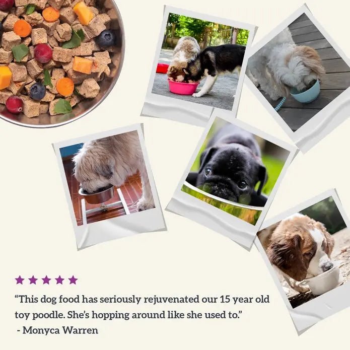 Health Extension Gently Air Dried Salmon Recipe Dog Food 2lb - Talis Us