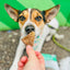Healthybud Beef Lung Dehydrated Dog Treats - Talis Us