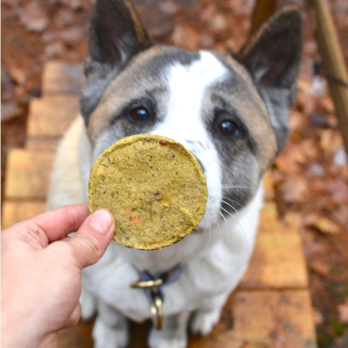 Healthybud Beef Meal Patties Freeze - Dried Dog Food 14 Oz - Talis Us