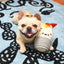 Hugsmart Pet Fiesta Chewsday Burrito Dog Rope Toy - Talis Us