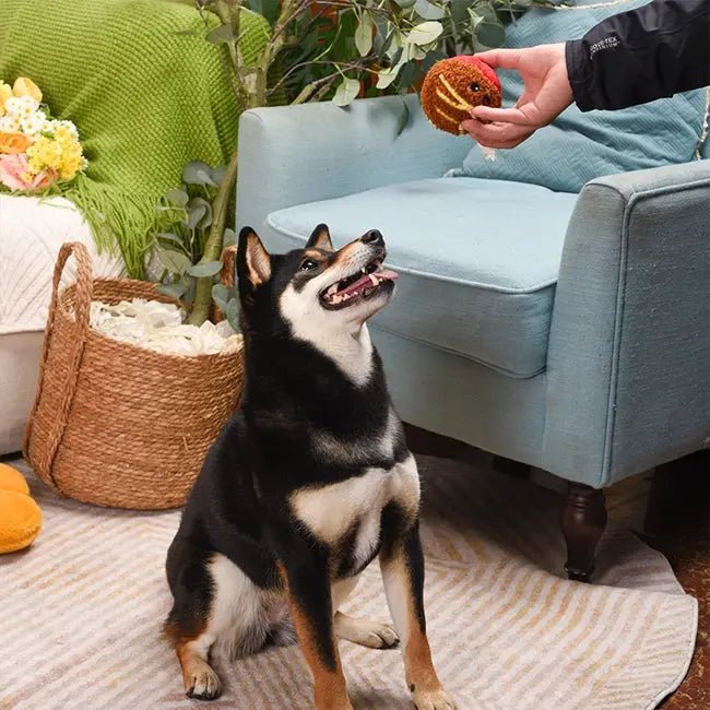 Hugsmart Pet Food Party Spaghetti Meatball Ball Dog Toys - Talis Us