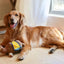 Injoya Sahara Camel Snuffle Dog Toy - Talis Us