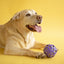 JW crackle ball dog toy in purple, perfect for engaging and entertaining dogs during playtime