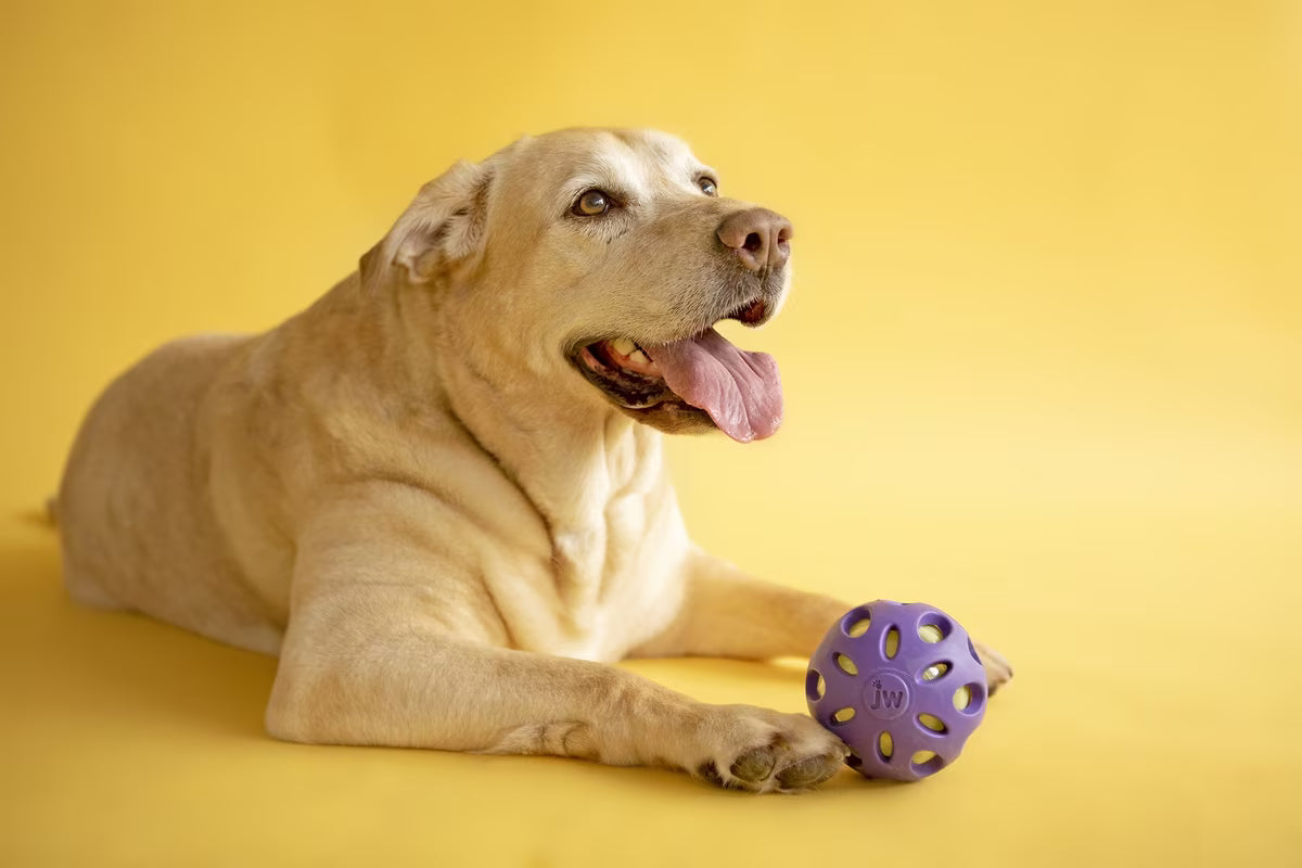 JW crackle ball dog toy in purple, perfect for engaging and entertaining dogs during playtime
