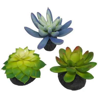 Komodo Desert Succulent Plant 3 pk Komodo