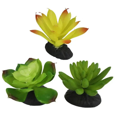 Komodo Desert Succulent Plant 3 pk Komodo