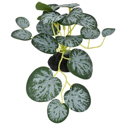 Komodo String Of Hearts Reptile Decor Plants 3.5 in - Talis Us