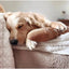 Lambwolf Collective Baguette Squeaky Interactive Dog Toys - Talis Us