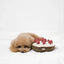 Lambwolf Collective Berry Pie Squeaky Interactive Dog Toys - Talis Us