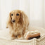 Lambwolf Collective Eclair Squeaky Interactive Dog Toys - Talis Us