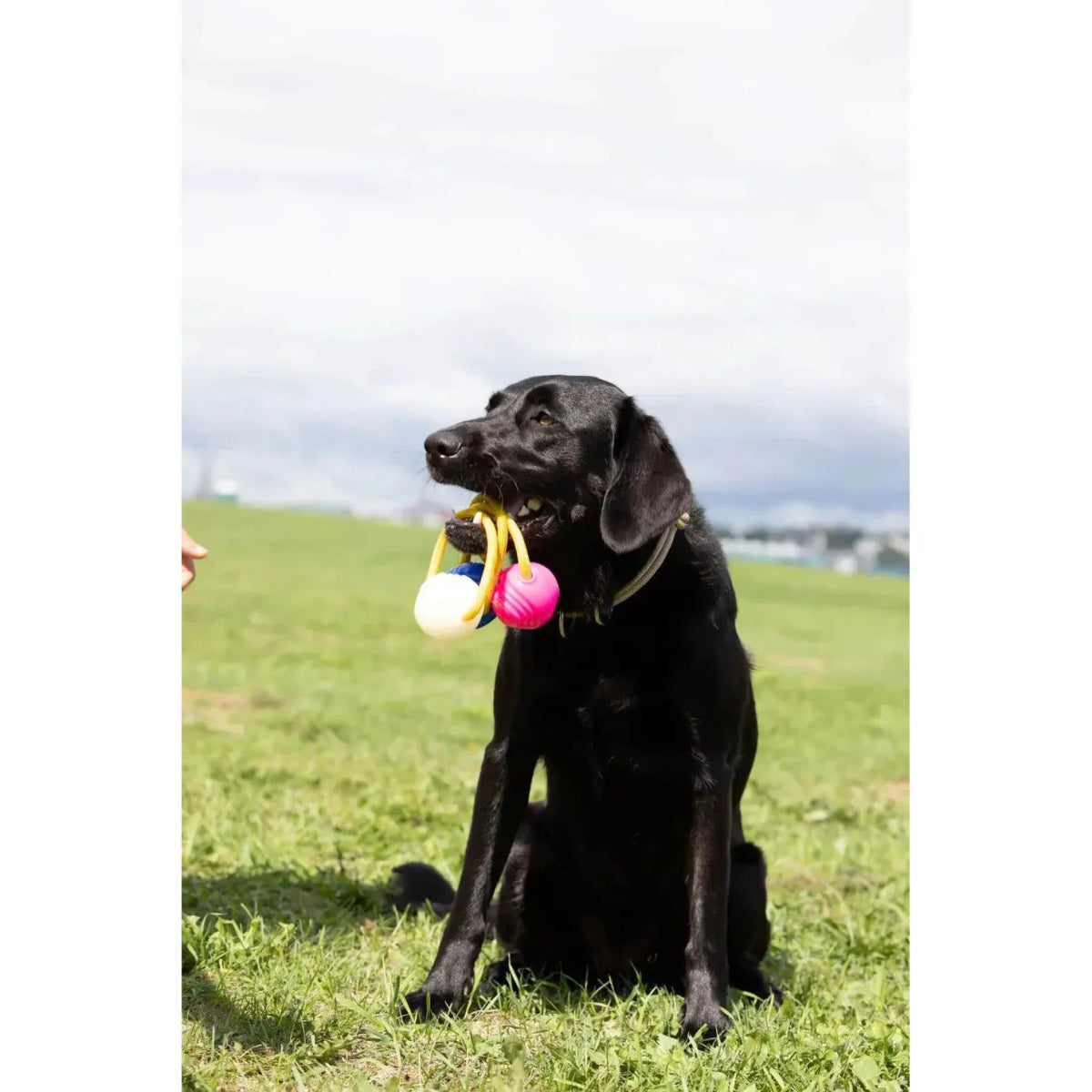 Loop & Launch Single Launchable Small Ball Dog Toy Launcher 2.5" - Talis Us