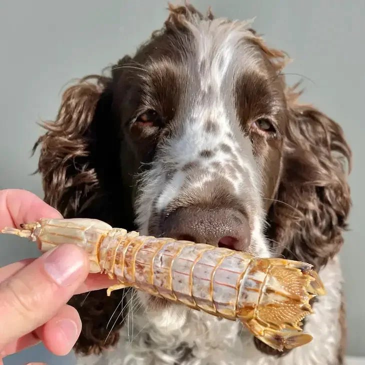 Lulu's Kitchen Prawn Chips Mantis Aussie Shrimp Dog Treats 5.6 oz - Talis Us