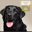 Four Paws oatmeal shed control dog shampoo for nourishing and reducing shedding in dogs