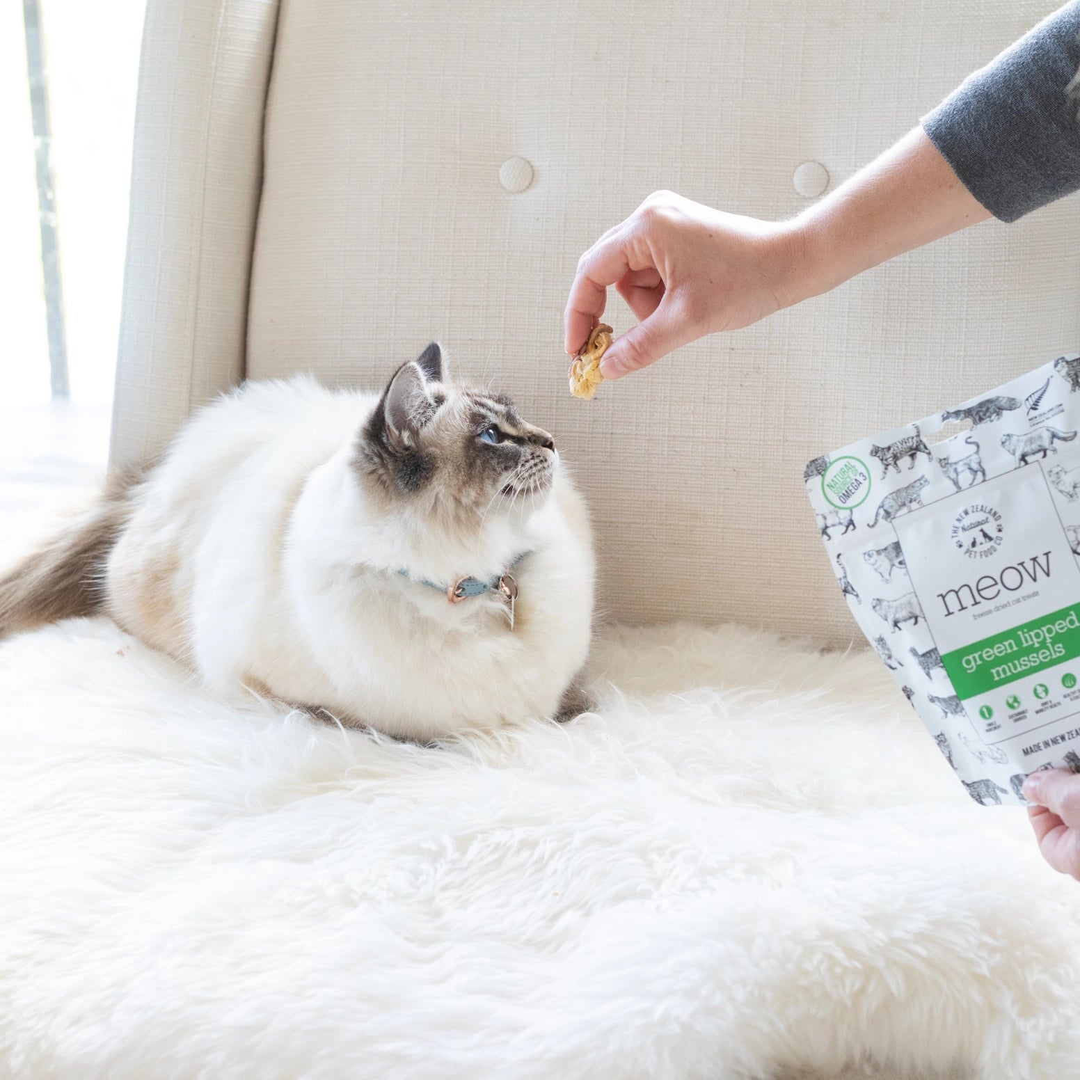 Cat enjoys New Zealand green mussel cat treats being offered by a hand on a cozy sofa