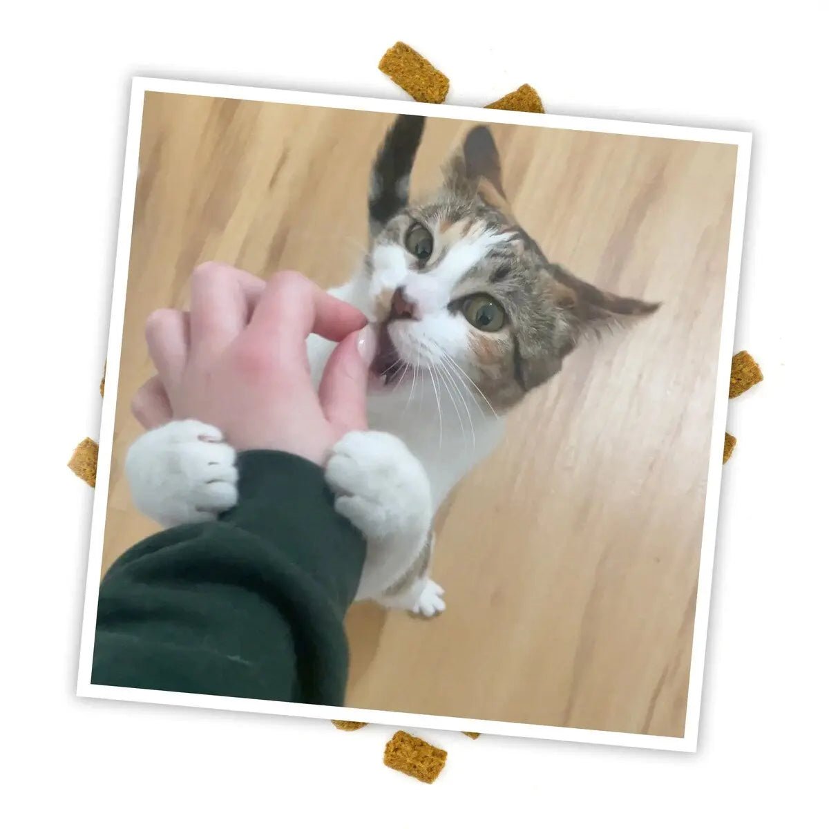 Meowijuana Crunchie Munchie Seafood Medley Cat Treat 3oz - Talis Us