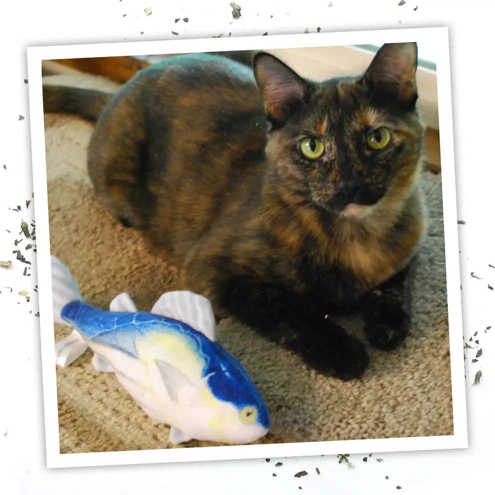 Meowijuana Get Hooked Kahuna Tuna Cat Toy - Talis Us