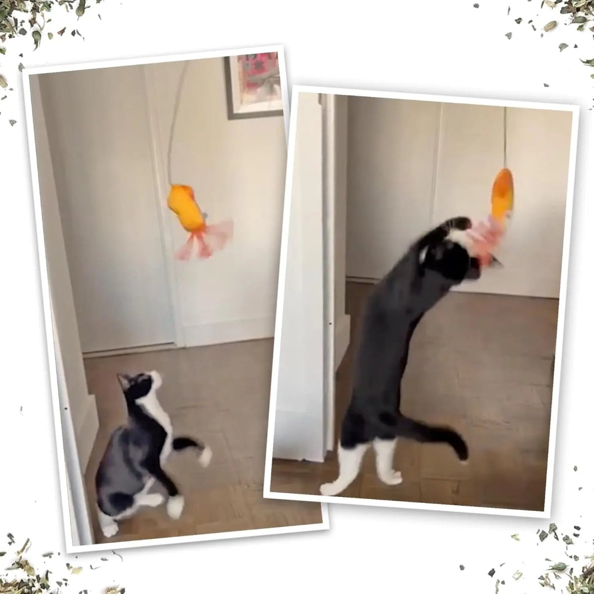 Meowijuana Jump 'n' Jamb Deep Sea Squid Cat Toy - Talis Us
