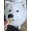 Mission Farms freeze-dried dog food offered to a curious Samoyed puppy for nutritious snacking