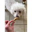 Mountain Dog Treats Wild Caught Alaskan Salmon Dog Treats 0.75 oz - Talis Us