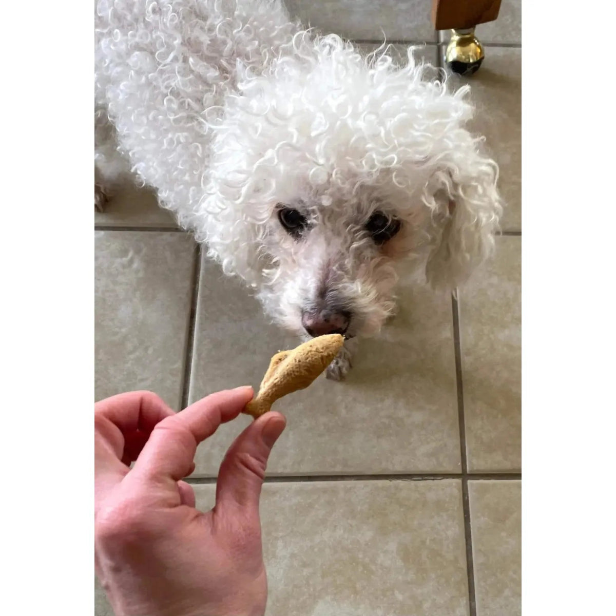 Mountain Dog Treats Wild Caught Alaskan Salmon Dog Treats 0.75 oz - Talis Us