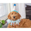 Multipet Party Pom Pom Dog Collar - Talis Us