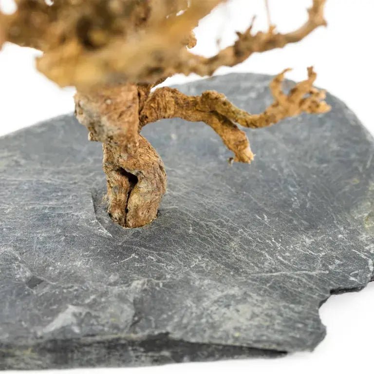 Natural bush on slate Decor for Formicarium - Talis Us