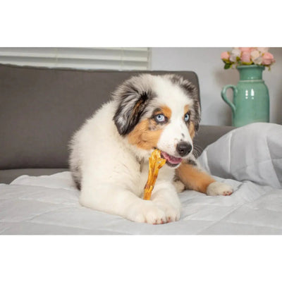 Natural Cravings Pedicured Duck Feet No Nails Chews for Dogs 100/case - Talis Us