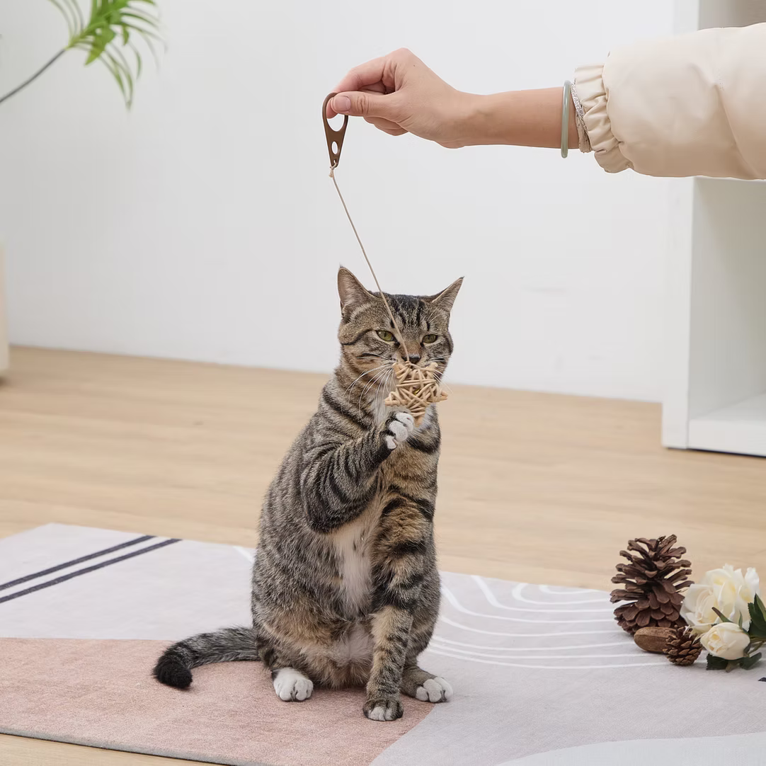 Cat playing with wicker rattan cat toys attached to a wand for interactive fun