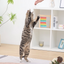 A playful cat reaching for a toy being held, showcasing PetPals wicker rattan cat toys in action