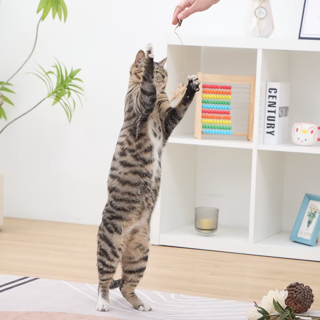 A playful cat reaching for a toy being held, showcasing PetPals wicker rattan cat toys in action