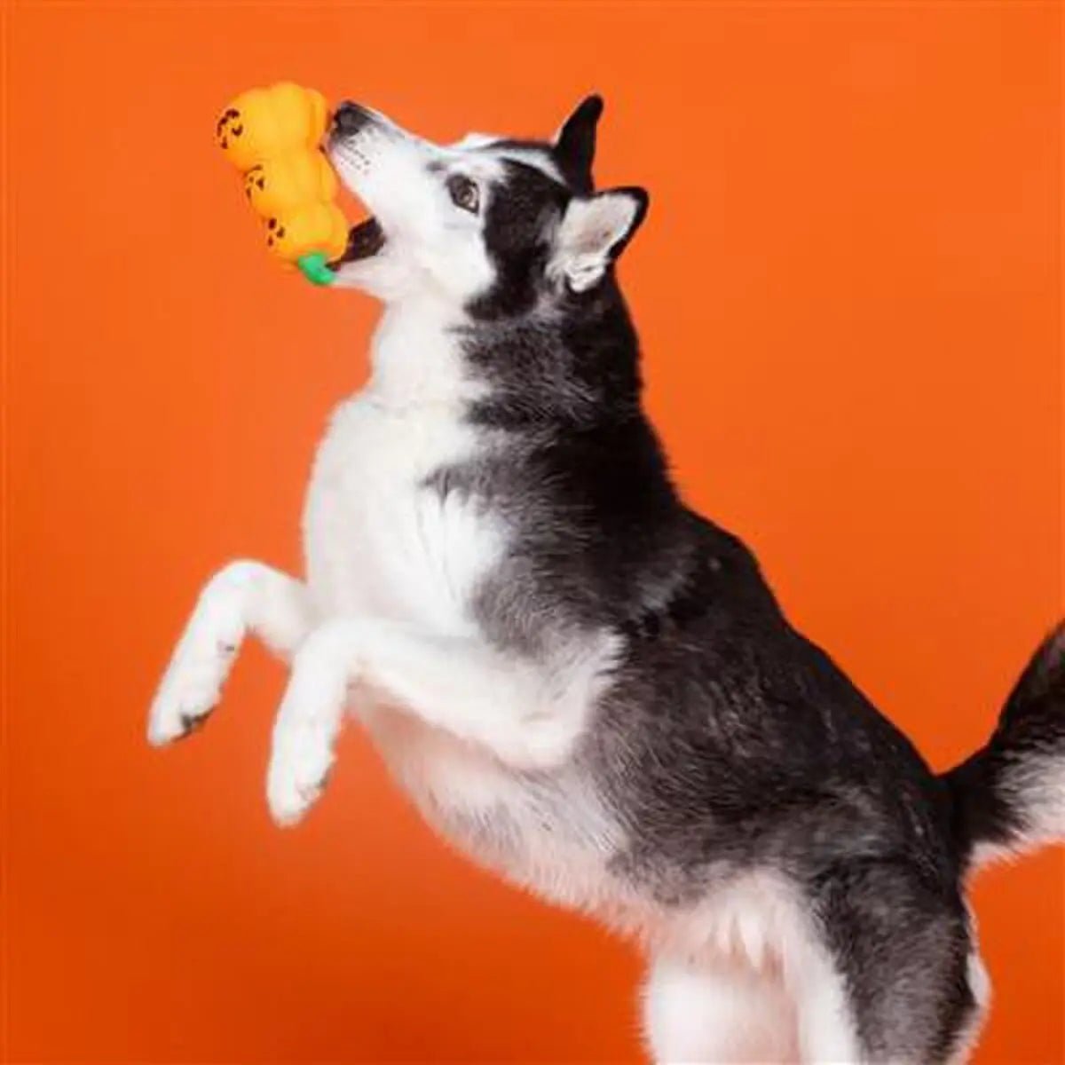 PetShop by Fringe Studio Go Big or Gourd Home Dog Chew Toy - Talis Us