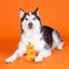 PetShop by Fringe Studio Go Big or Gourd Home Dog Chew Toy - Talis Us