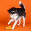 PetShop by Fringe Studio Go Big or Gourd Home Dog Chew Toy - Talis Us