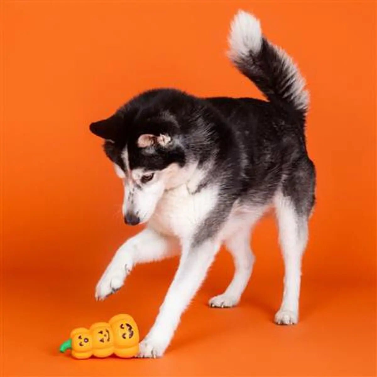 PetShop by Fringe Studio Go Big or Gourd Home Dog Chew Toy - Talis Us