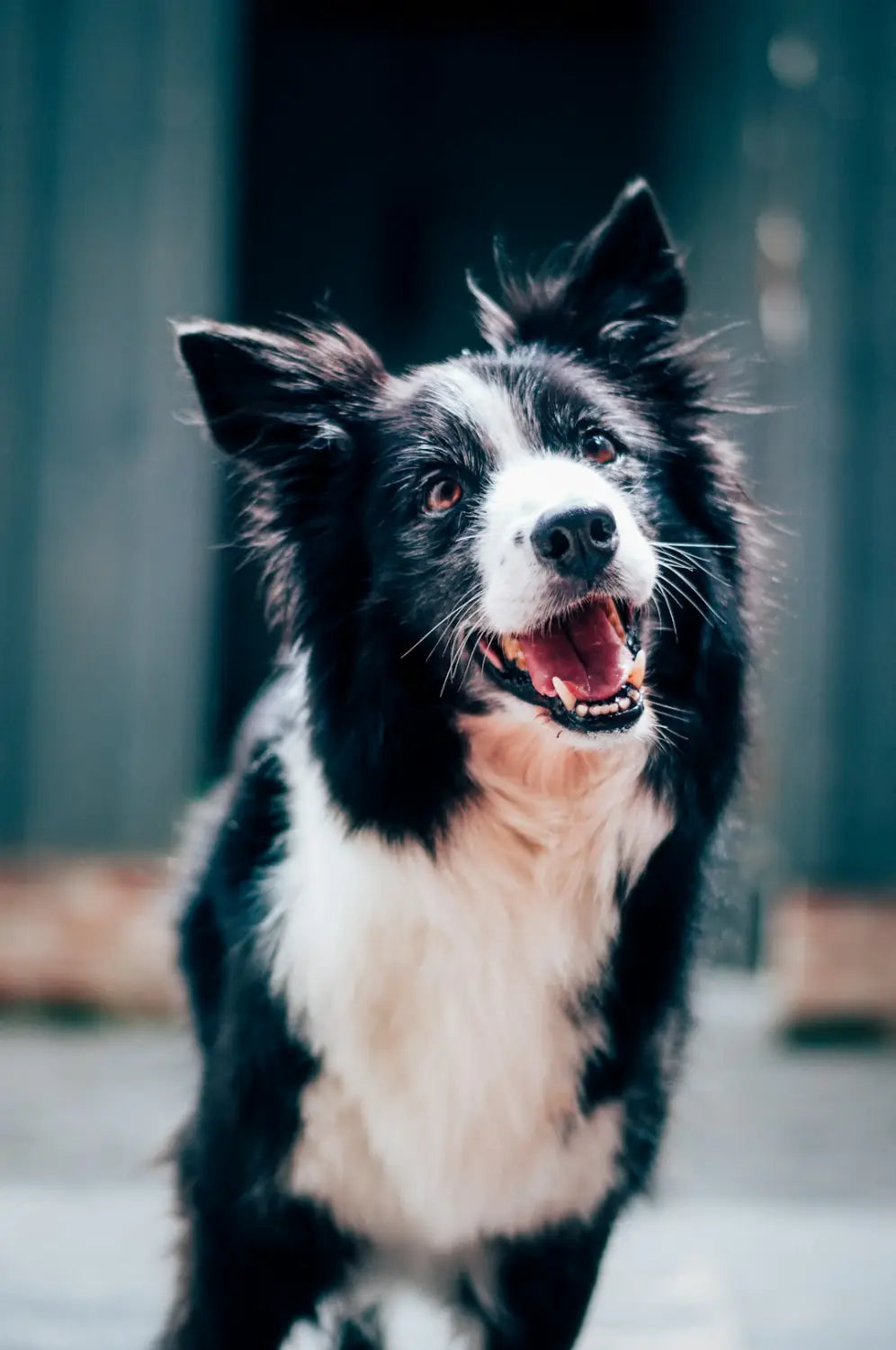 A dog happily chewing on a bone