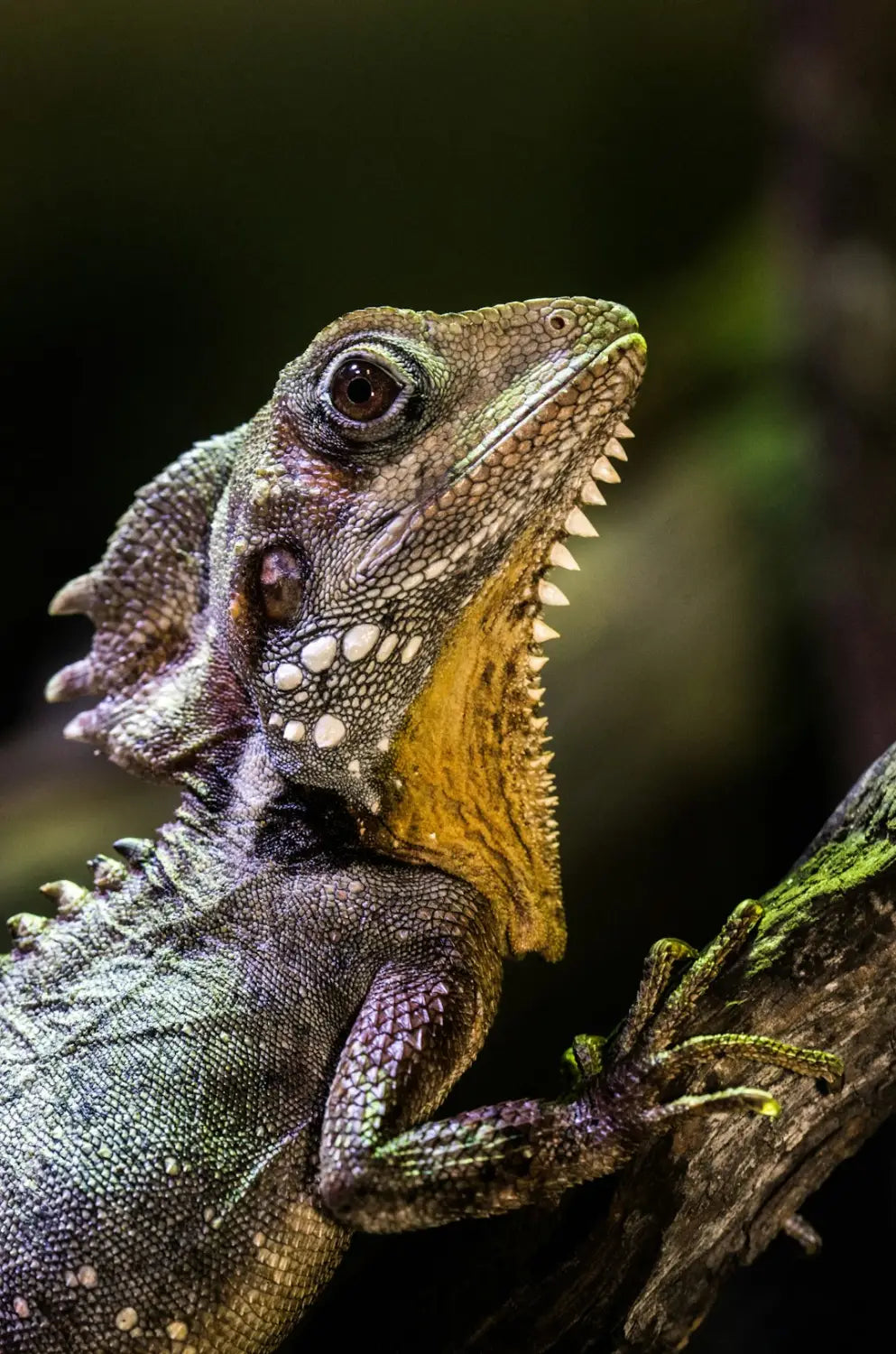 reptile basking under LED light