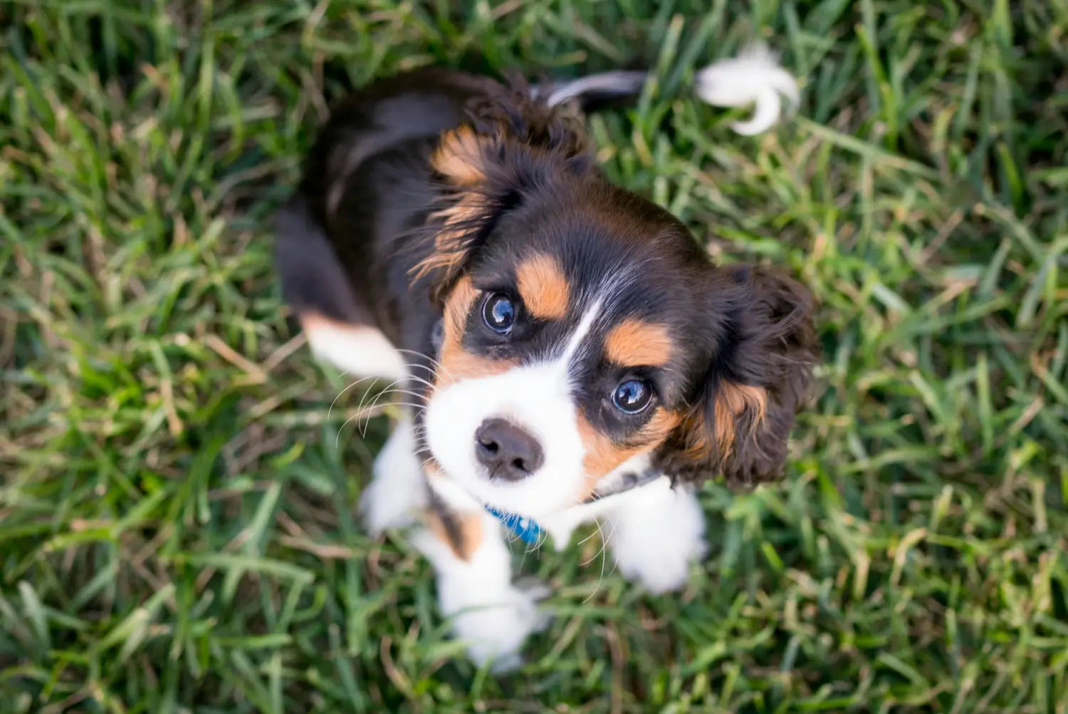 Benebone Wishbone Puppy Chew