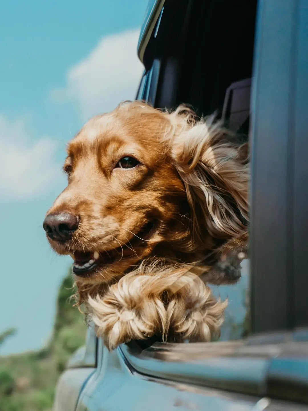 Happy Pets
