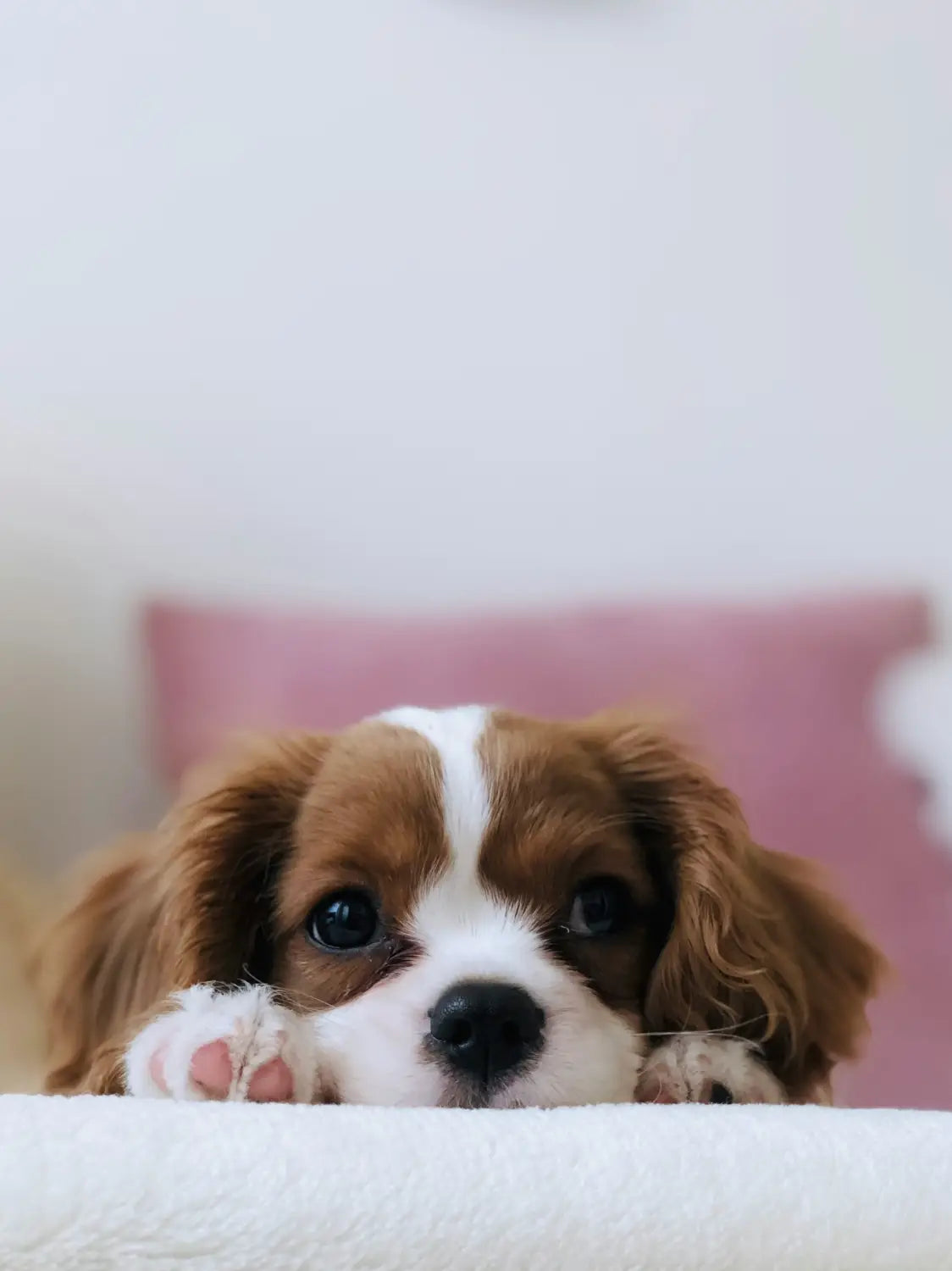 Puppy playing with a top-rated chew toy