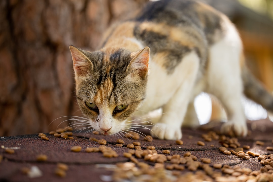 a cat eating food off of a table