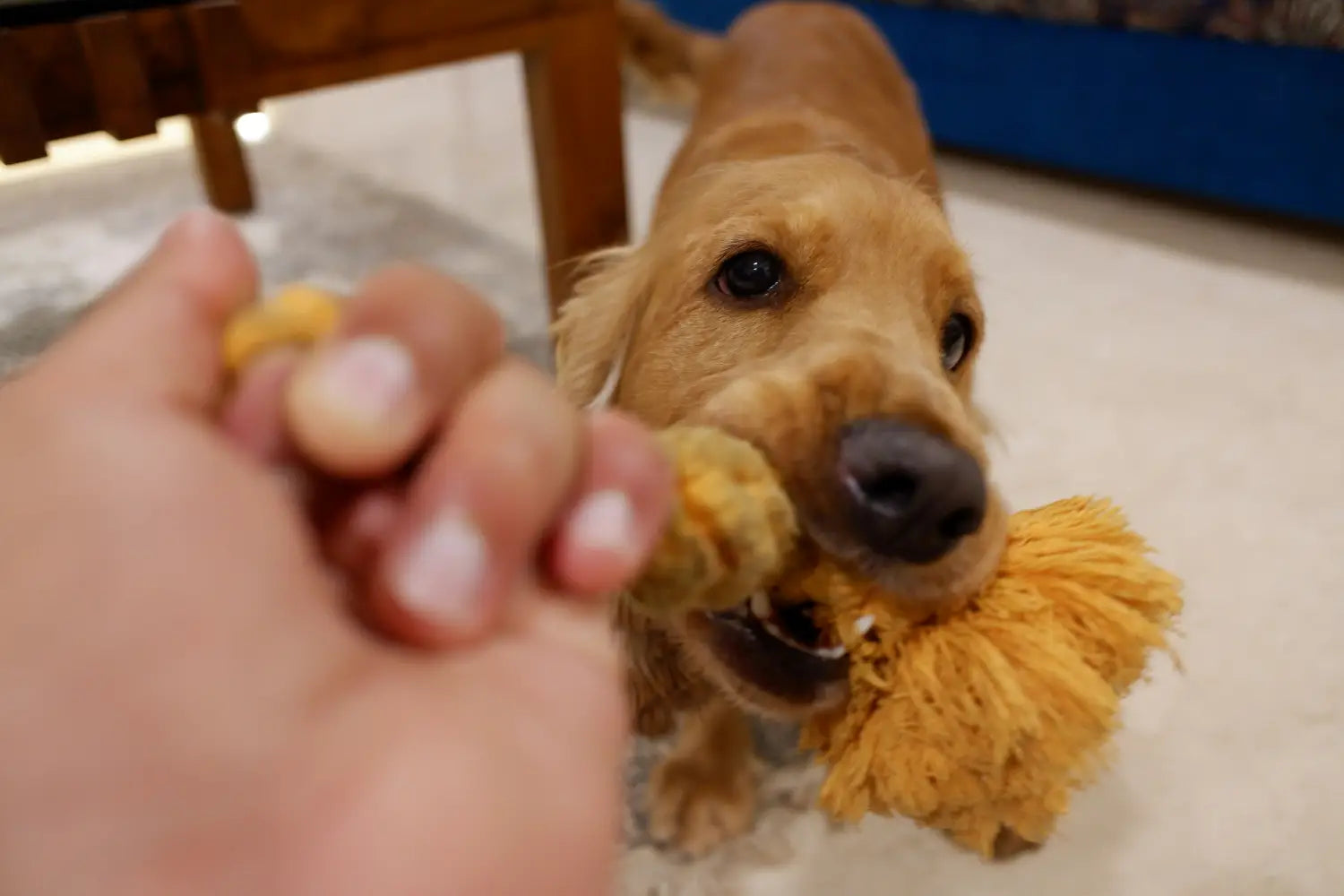 A puppy enjoying an edible chew treat